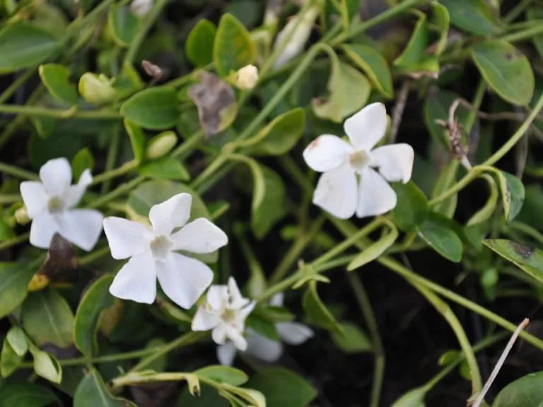 Vinca minor 'Gertrude Jeckyll'