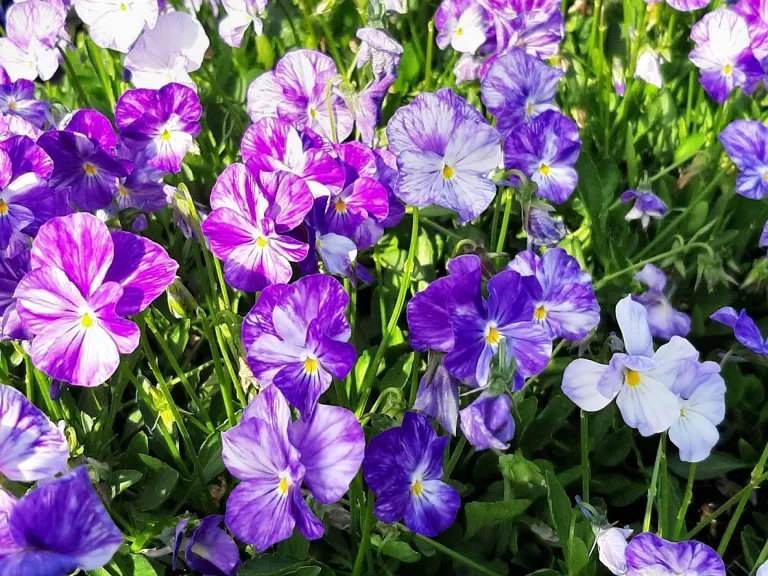 Viola cornuta 'Columbine'