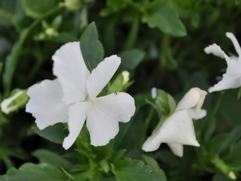 Viola cornuta 'White Perfection'