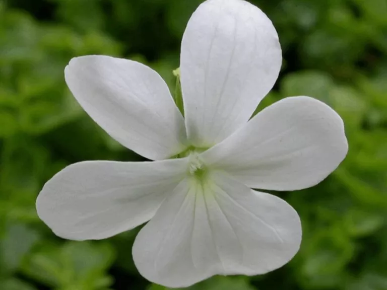 Viola cornuta 'Wisley White'