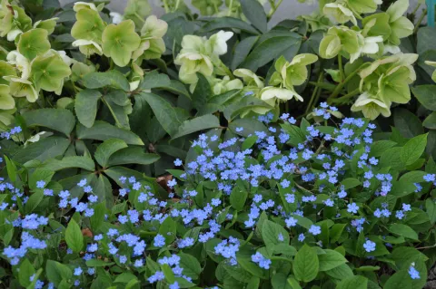 combi helleborus snow love en omphalodes verna