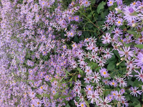 Aster 'Twillight'