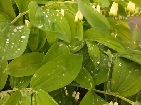 Polygonatum