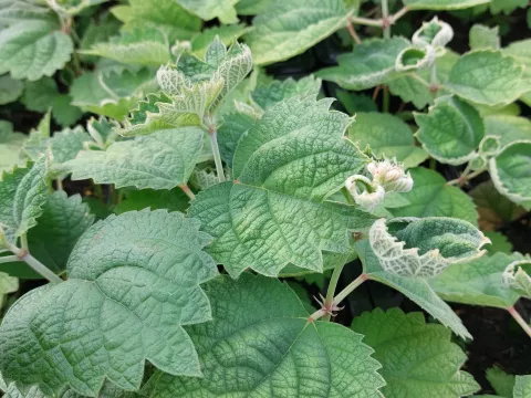 Boehmeria platanifolia